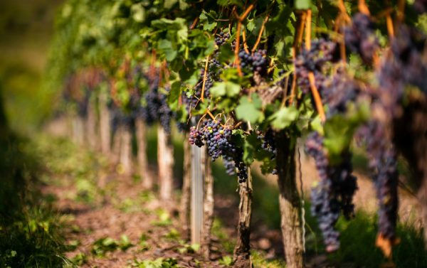 Nadrenia-Palatynat mapa